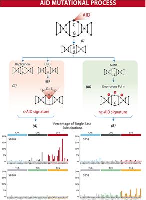 AID in Chronic Lymphocytic Leukemia: Induction and Action During Disease Progression